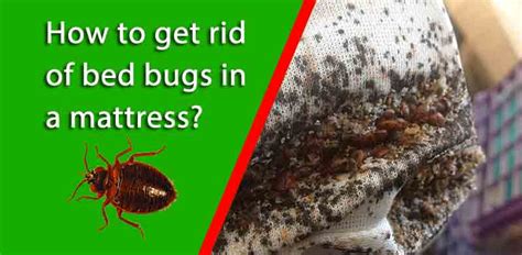 How To Get Rid Of Bed Bugs In A Mattress Dr Pest Control