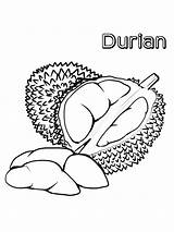 Durian Coloring Fruit Colouring Tropical sketch template