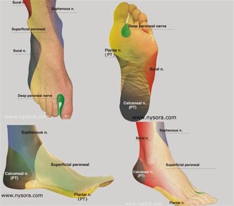 It courses along the upper lateral side of the popliteal fossa. Sharan Boy : Common Peroneal Nerve injury ...