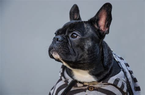 See more ideas about dog clothes, french bulldog clothes, pet clothes. Dress To Impress: 10 French Bulldog Clothes You Need Right Now