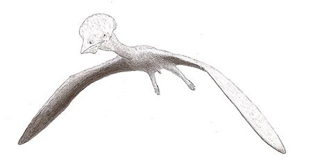Amateur Fossil Hunter Finds A Chinese Pterosaur In The United Kingdom