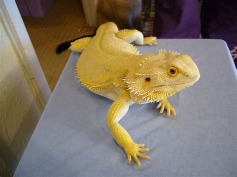 Treat bathing your beardie like bathing a baby! My Bearded Dragons: Extreme Red - Hypo Citrus ...