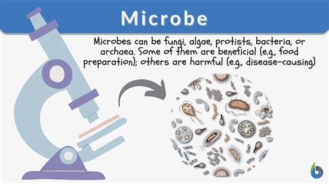 Microbe Definition And Examples Biology Online Dictionary