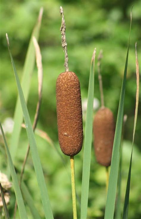 Does Peat Moss Make Soil Acidic - How To Make Soil Acidic