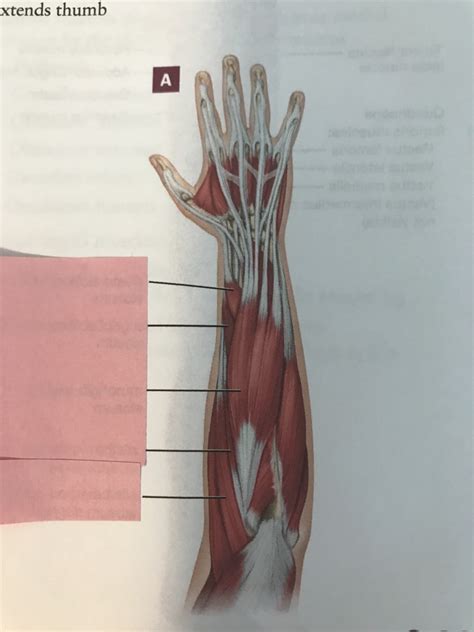 Posterior Forearm 1 Superficial Diagram Quizlet