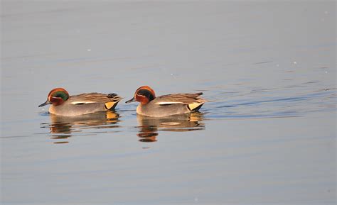 Eurasian Teal Teals Are Small Dabbling Ducks Males Have C Flickr