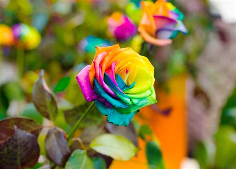 Rainbow Roses Are Beautiful Stunning And Make A Perfect Choice Of