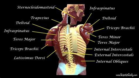 Muscles of the torso, as well as muscles in the arms or legs, can give the impression of a thin or athletic person. The Muscles of the Head, Trunk and Shoulders - SCIENTIST CINDY