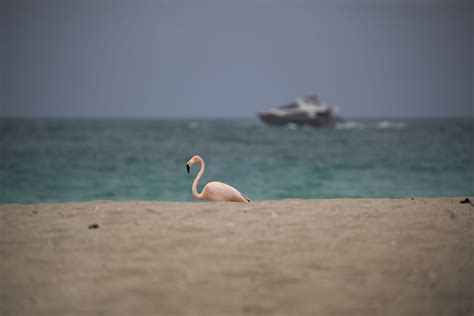 Cual es la mejor playa nudista de estados unidos y en donde queda