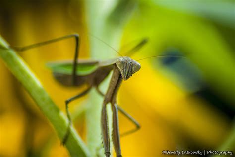 Insects Mantis Mante Religieuse Nature Macro Closeup Zoom