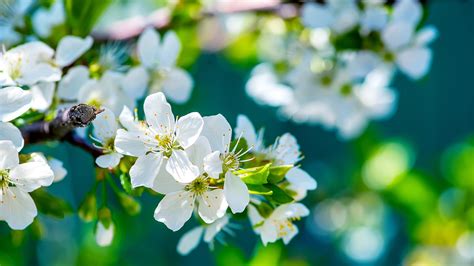 1600x900 Apple Flowers 1600x900 Resolution Hd 4k Wallpapers Images