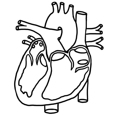 Simple Anatomical Heart Drawing At Getdrawings Free Download