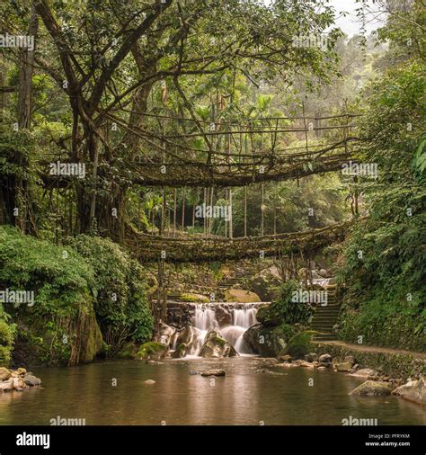 Famous Double Decker Living Roots Bridge Near Nongriat Village