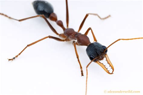 Myrmecia Nigriceps Ants Australian Animals Animals Beautiful