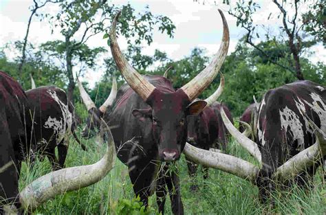 Ankole The Cow With The Long Horns