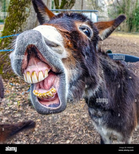 Donkey Smiling Showing Big Set Of Teeth Stock Photo Alamy