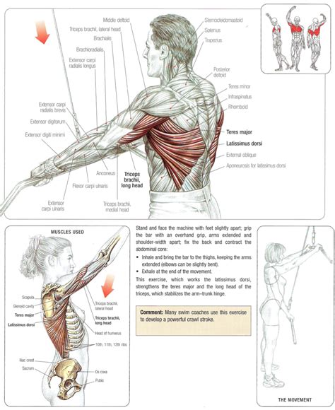 Latissimus Dorsi Extension Of Arm Human Anatomy