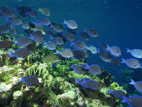 Shoal Of Tang Fish Sea Underwater Fish Coral Hd Wallpaper