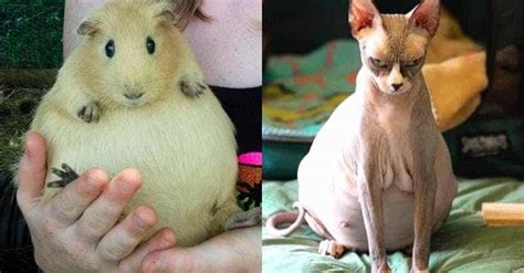 21 Pictures Of Pregnant Animals Youve Probably Never Seen Before