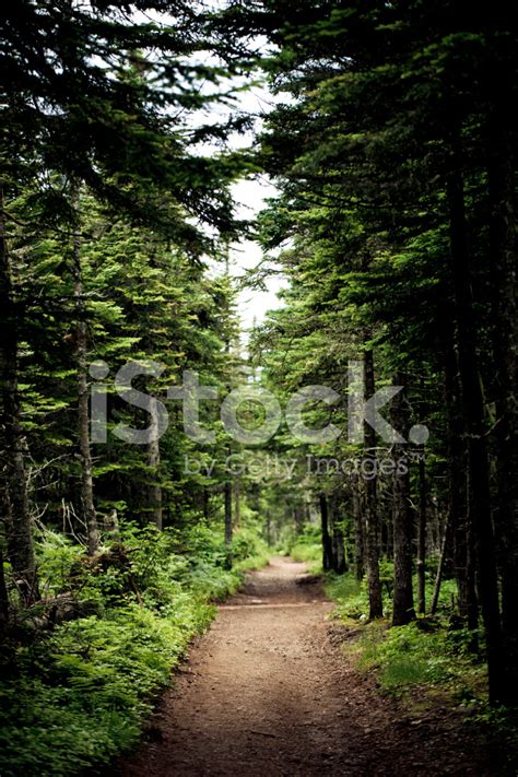 Footpath In The Forest Stock Photo Royalty Free Freeimages