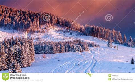 Winter Scene Colorful Sunset Over Snow Covered Trees In