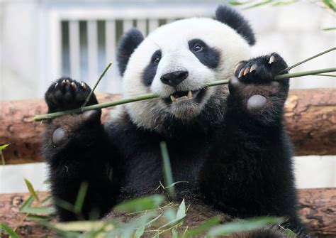 For Pandas Its Been Two Thumbs Up For Millions Of Years Reuters