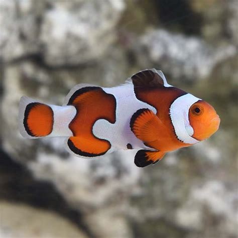 Gladiator Clownfish | Quarantined Fish