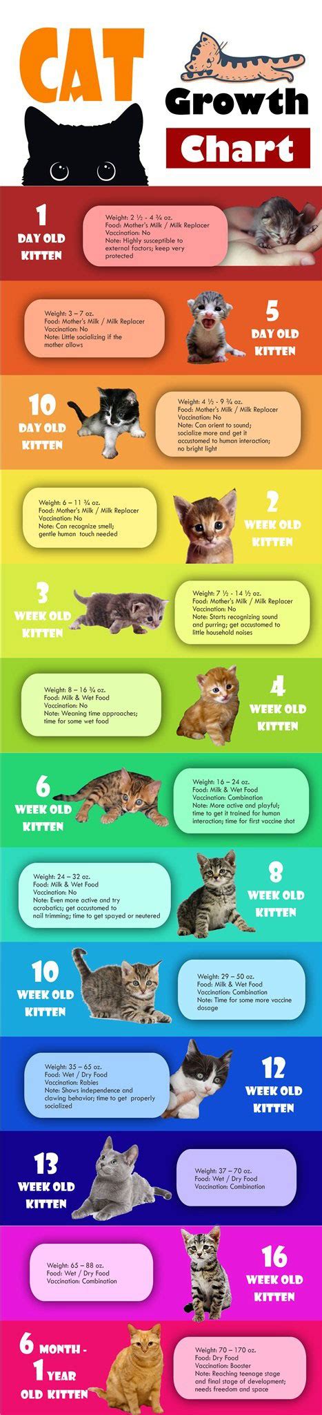Kittens will require plenty of attention, nutritional support, socialization, and veterinary care. Cat Growth Chart Infographic - Best Infographics