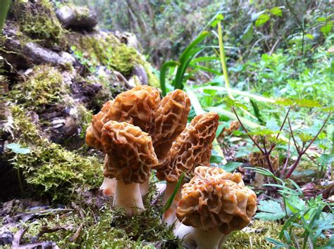 Aquí encontrarás una amplia selección en el pueblo y en medio de la sierra, económicas o con encanto, con piscina privada o jacuzzi, para dos personas o grupos, para vacaciones o simples escapadas de fin de semana. Fotos de El Bosque Encantado | Asturias - San Andres De ...