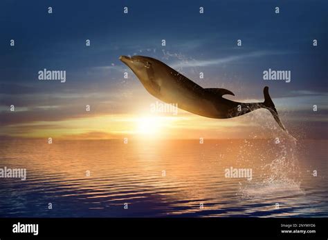 Beautiful Bottlenose Dolphin Jumping Out Of Sea At Sunset Stock Photo