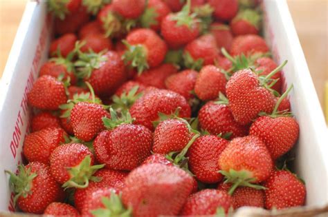 La meilleure façon de conserver des fraises fraîches