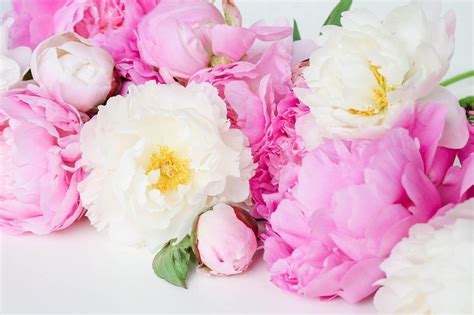 Pink Peony Wallpapers Wallpaper Cave