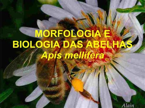 Morfologia E Biologia Da Abelha Apis Mellifera Ppt