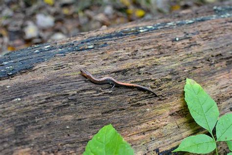 Fun Facts About Shenandoah Salamanders HERPsupplies