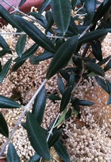 More images for garden moisture retention » The Importance of Mulch - BCLiving