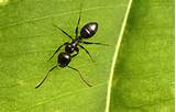 Are Black Ants Carpenter Ants Photos