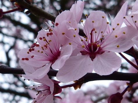 Free Images Tree Nature Branch Flower Petal Bloom Spring