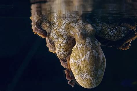 World Octopus Day Watch A Cephalopod Squeeze Through An Impossibly
