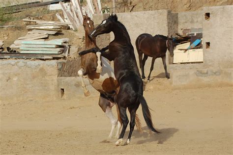 Racing in india is something of a surprise packet, not to top indian horse betting sites. Marwari horse (indigenous horses of india)