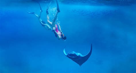 Maldives Manta Ray Swimming Swim With Rays With Anantara