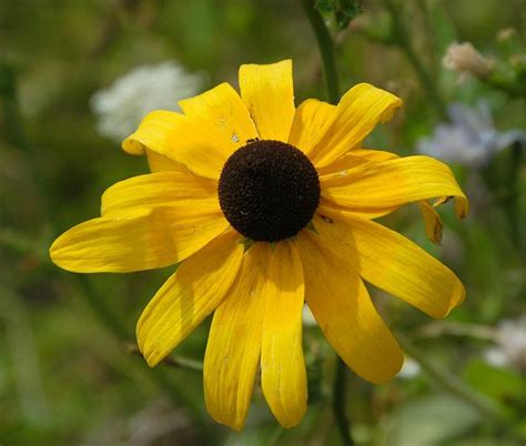 How To Plant And Grow Black Eyed Susans Dengarden