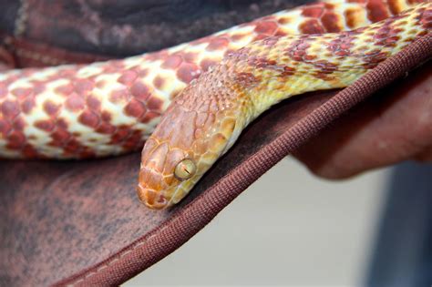 Brown Tree Snake Reptile And Grow