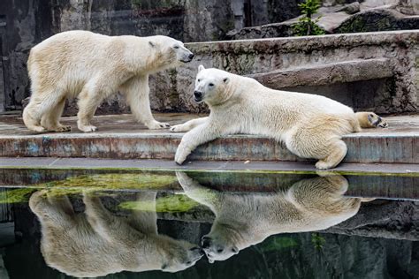 Polar Bears And Their Reflection The Couple Of Polar Bears Flickr