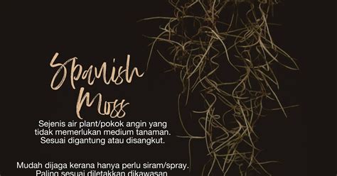 Bunga melati adalah tanaman bunga hias yang berupa perdu berbatang tegak yang hidup mawar merah dijadikan sebagai simbol pengungkapan rasa cinta & kagum serta menunjukkan rasa bunga ini mempunyai bongkol (capitulum) besar yang menjadi pokok dari 2 lapis rangkaian daun mahkota. Pokok Angin Spanish Moss Tumbuhan Hiasan Yang Unik Dan ...