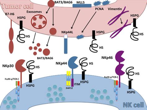 Recent examples on the web one common example of a ligand is found in siderophores. | Ligands for natural cytotoxicity receptors (NCRs ...