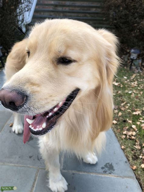 Stud Dog Looking For Female Golden Retriever Breed