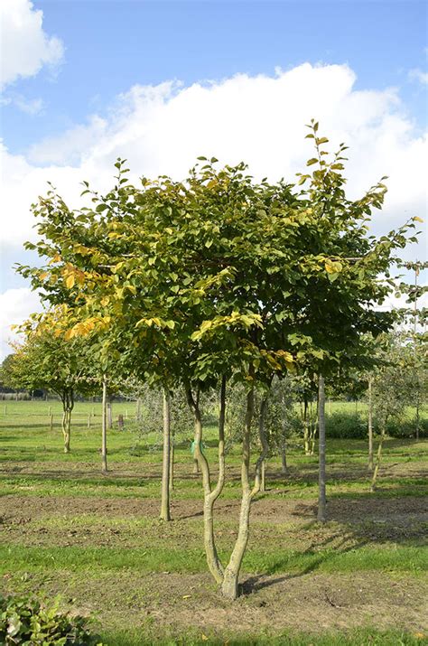 Carpinus Betulus Van Roessel Topiary Trees