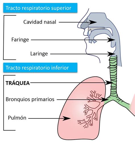 Sistema Respiratorio Copy1 On Emaze