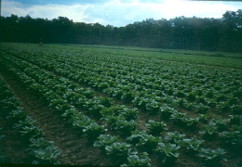 Hotels are hotspots for bed bugs and a true nightmare for we're the best boston pest control company also because we follow licensing protocols, unlike some other pest control companies. Lettuce Weed Control — Plant & Pest Advisory