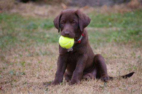 Our puppies are hand raised in our home with lots. American Chocolate Labrador Puppies | Pets and Dogs